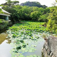 鶴岡八幡宮入ってすぐ両側に源平池 By Tom Sawyer 源平池のクチコミ フォートラベル