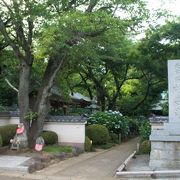 川崎の小さな紫陽花寺“妙楽寺“は見ごたえあり。