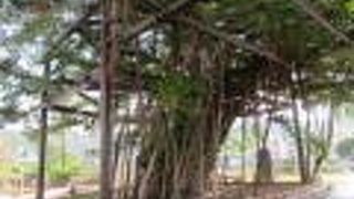 とても立派ながじゅまる