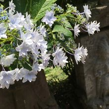 仏像と紫陽花