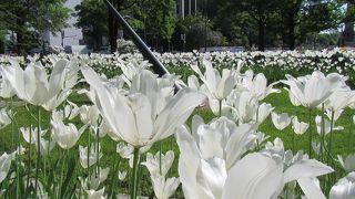 各種イベントが中止になり、緑や花が主役の大通公園