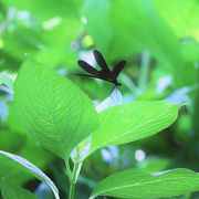 梅雨の時期にはハグロトンボの姿を見ることができます