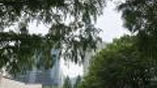 今年は緑の調子がよさそうです