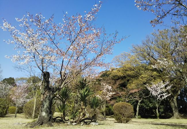 桜を見に