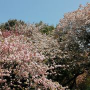春はお散歩に最適！桜がたくさん！