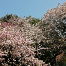 季節のお花のお散歩