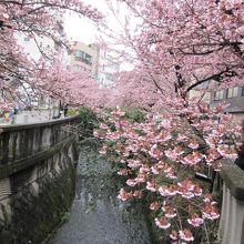 糸川沿いに美しく咲く桜