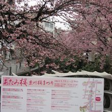 桜まつりの案内