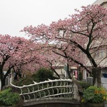 糸川の下流方向に咲く美しい桜