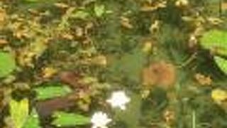 睡蓮の花の時期