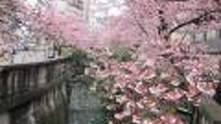 有名な河津桜より早い桜で目の保養になった。