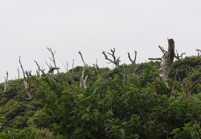 アマツバメが見られました。