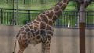 上からも下からも