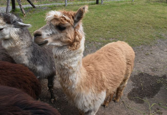 士別 和寒 下川の動物園 クチコミ人気ランキング フォートラベル 北海道 士別 和寒 下川の動物園 クチコミ人気ランキング フォートラベル 北海道