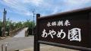 あやめの季節はとても綺麗