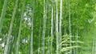 「竹の子掘り」はできません