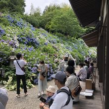 万本程ある紫陽花