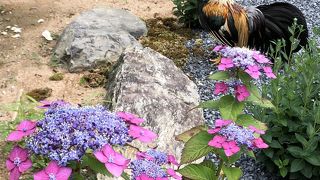 圧巻、万本あじさいと映えなニワトリ