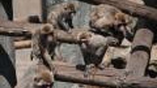 イノシシもいます