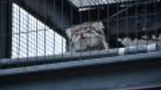 マヌルネコがいる