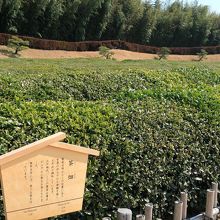 庭園の一角に広がる