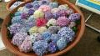 あじさい園に行ってきた