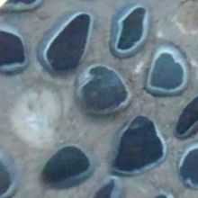 石和温泉駅前あしゆにあるハート型の石