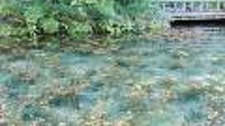 普通の小さな池