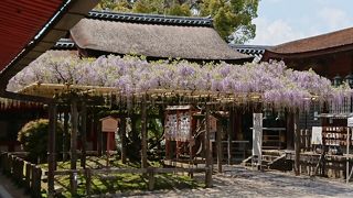 薄紫の綺麗な藤!!