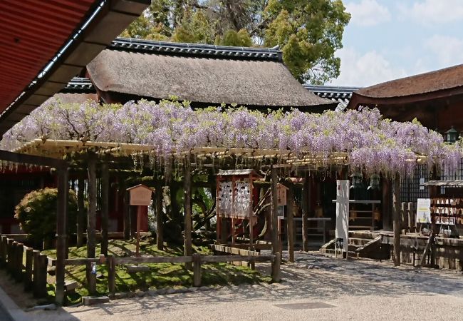春日大社の砂ずりの藤 クチコミ アクセス 営業時間 奈良市 フォートラベル