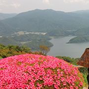 バラとつづじと絶景