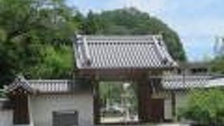 しだれ桜が人気