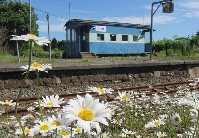 6月はマーガレット咲き乱れる構内