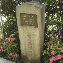 市内最初の並木の碑