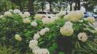 アナベル咲く山下公園通り