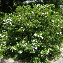 わずかに咲いてたジャスミン