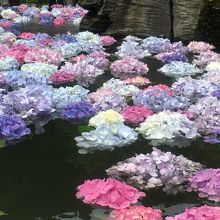 池に浮かべられた紫陽花が涼し気でした♪