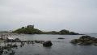 人とウミネコ共存