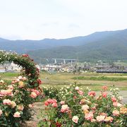 バラ畑の背後には、しなの鉄道の電車もやって来ます。