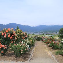 園内は整備されていて、歩きやすいです。