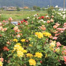 綺麗に咲き誇る、無数のバラの花々に癒されます…