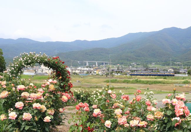 さかき千曲川バラ公園 クチコミ アクセス 営業時間 千曲 坂城 フォートラベル