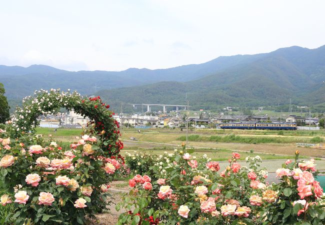 バラ畑の背後には、しなの鉄道の電車もやって来ます。