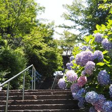 紫陽花の石段が山門へと導く。