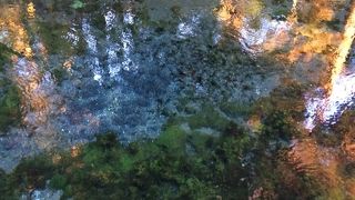 まさに阿蘇の天然水