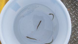 岸壁釣りに行きました