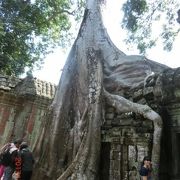 ガジュマルの巨木が絡みついた仏教寺院