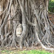 木の根っこからのぞく仏像のお顔は神秘的