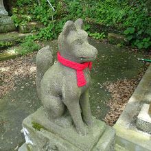 愛嬌のある顔をした狐