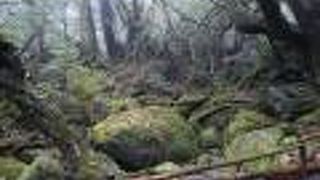 緑に覆われた森